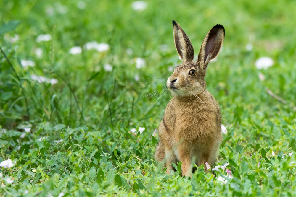 Hase 2 Foto &amp; Bild | tiere, wildlife, säugetiere Bilder auf fotocommunity