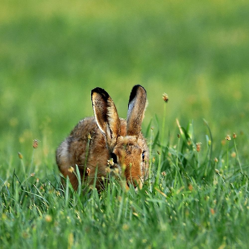 Hase Foto & Bild | tiere, photography, hase Bilder auf fotocommunity