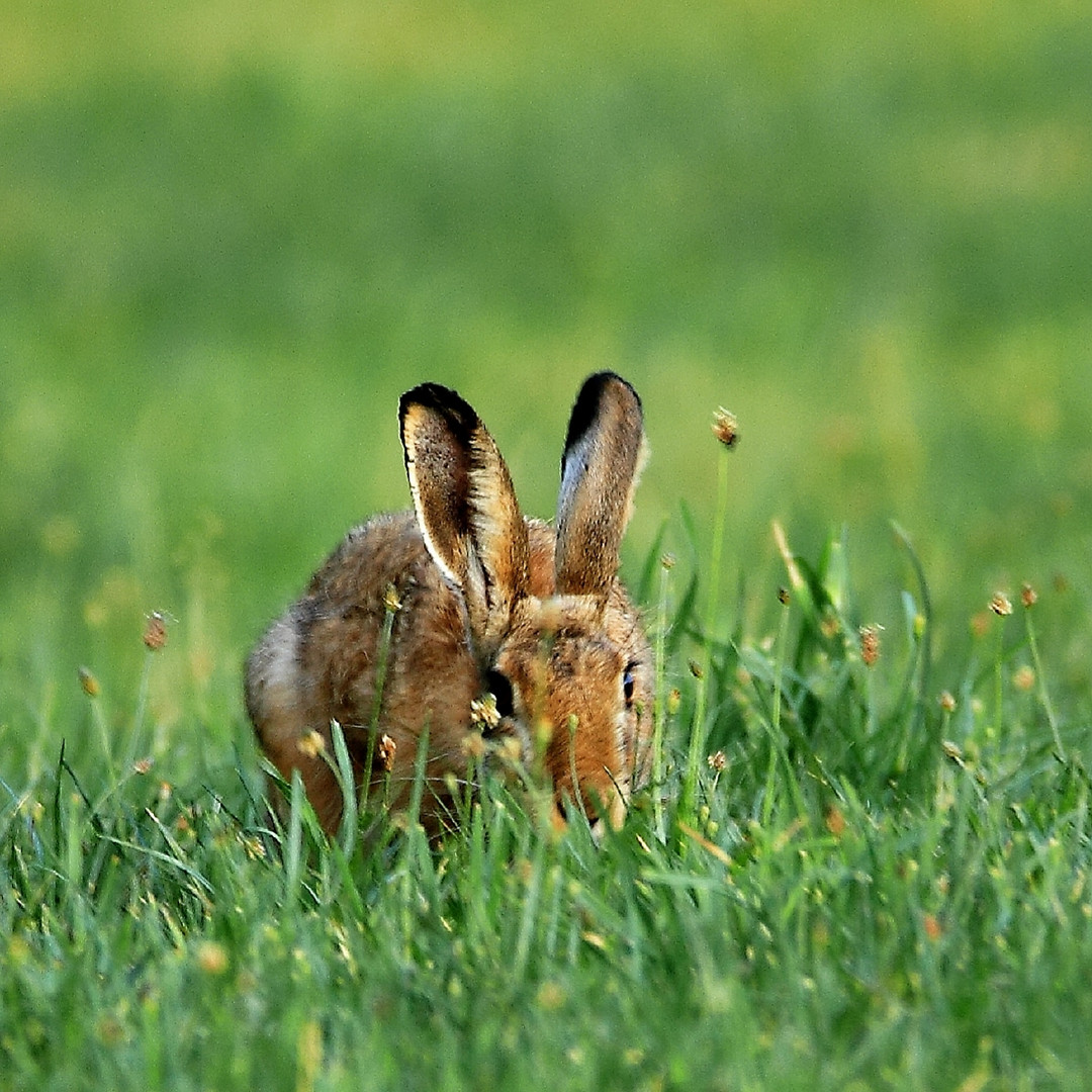Hase Foto & Bild tiere, photography, hase Bilder auf fotocommunity