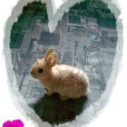 Hase