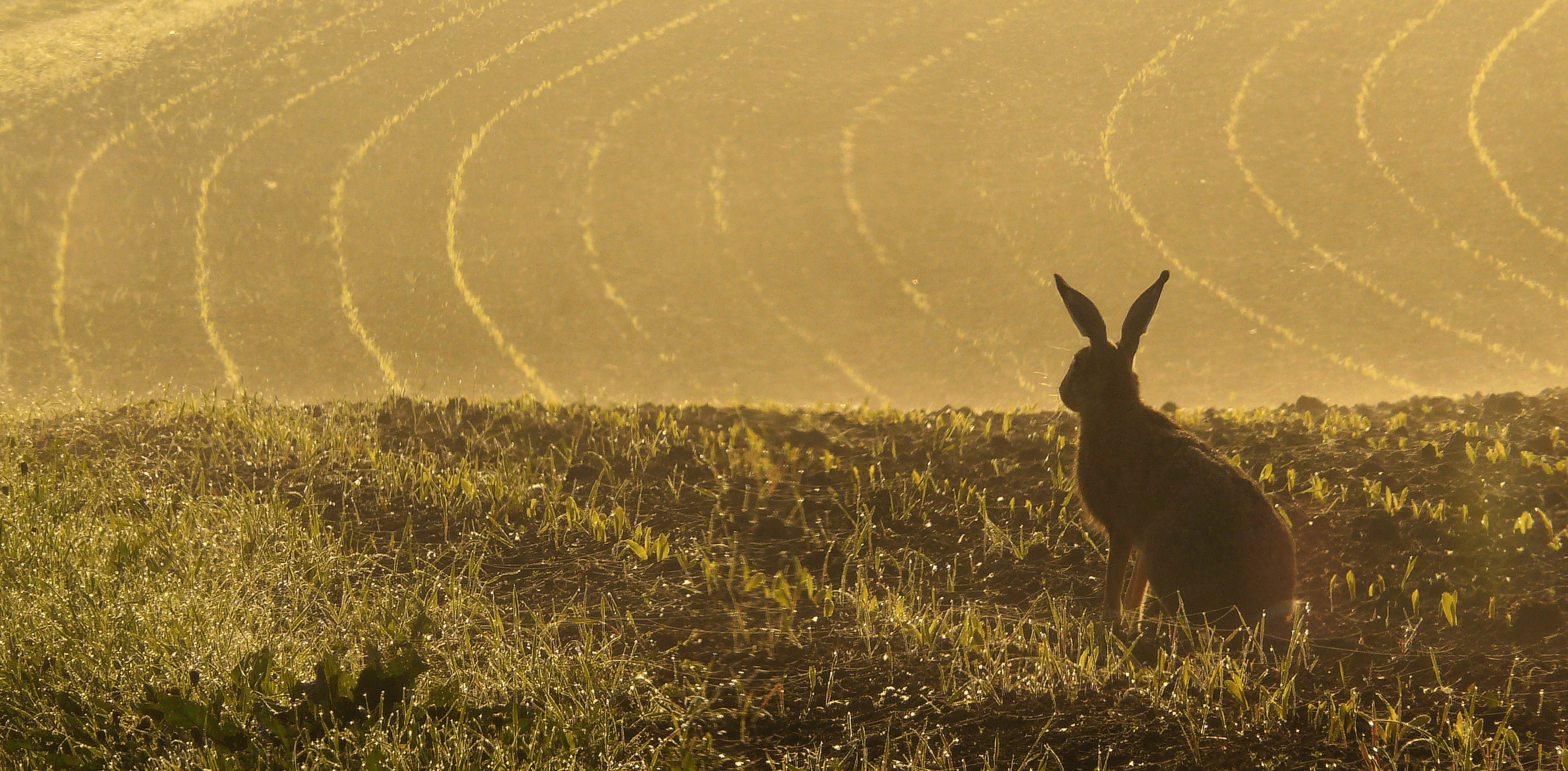 Hase...