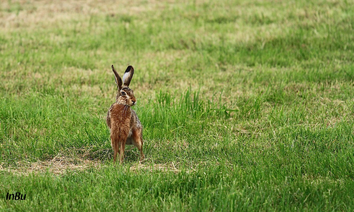 Hase