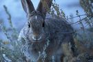 Hase von Gregor Kofler