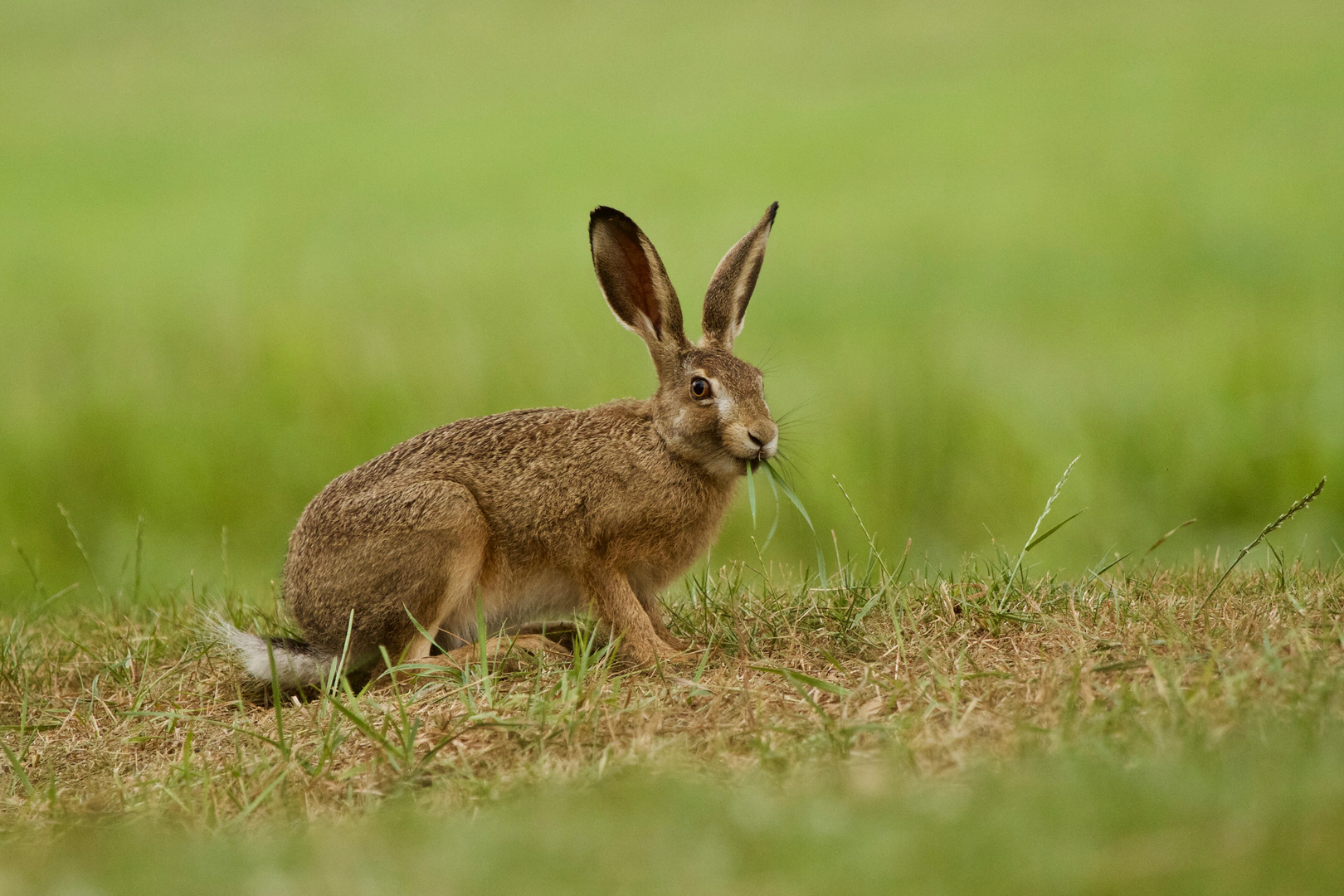 Hase Foto & Bild | urlaub, fotos, sommer Bilder auf fotocommunity Hase Foto & Bild | urlaub, fotos, sommer Bilder auf fotocommunity