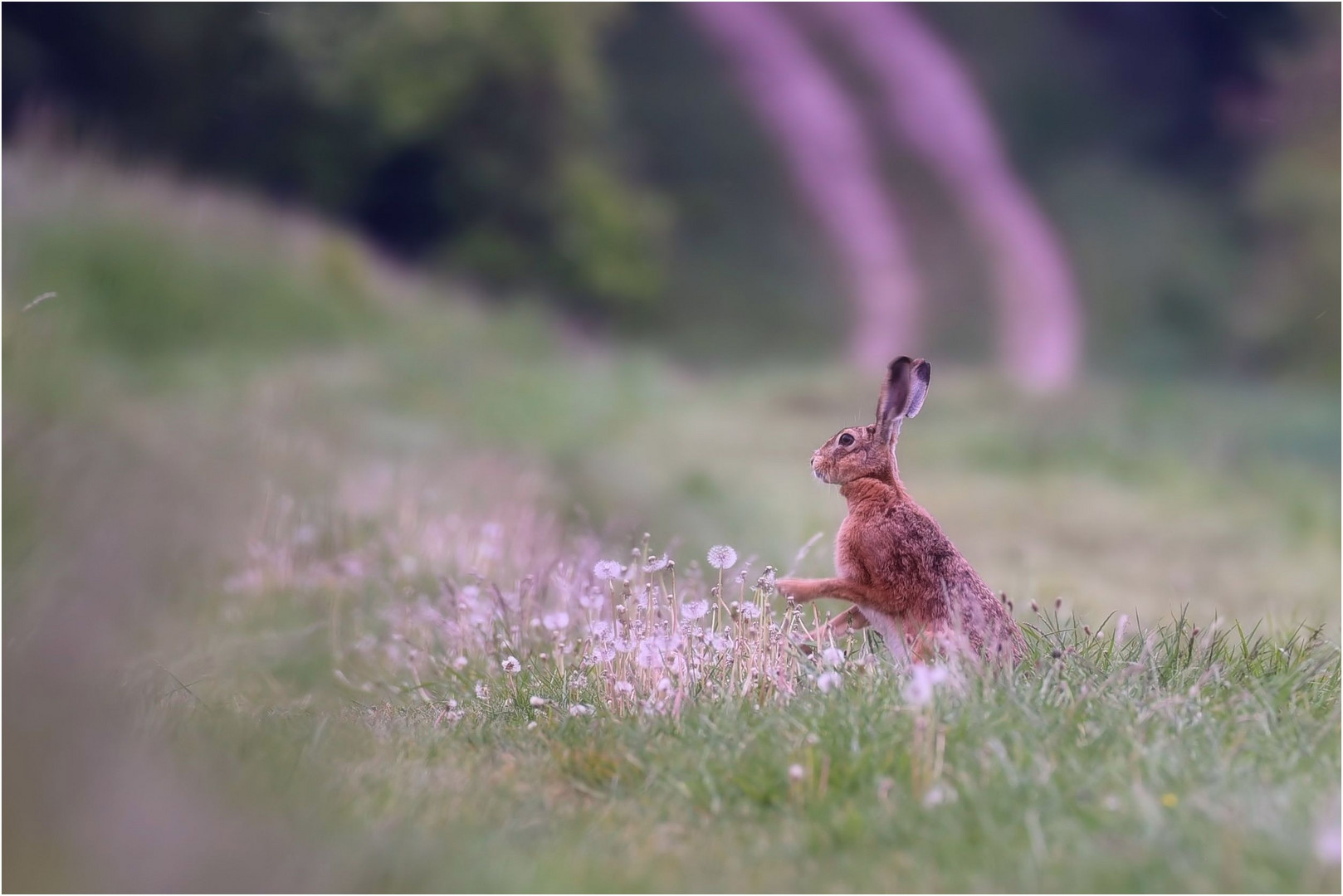 Hase am Abend