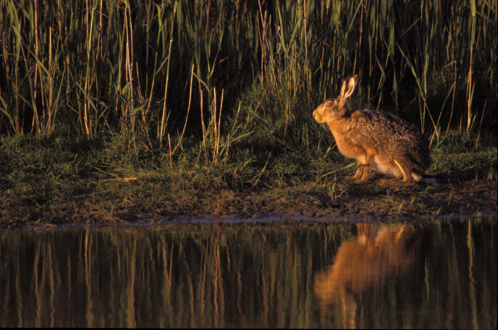 Hase am Abend