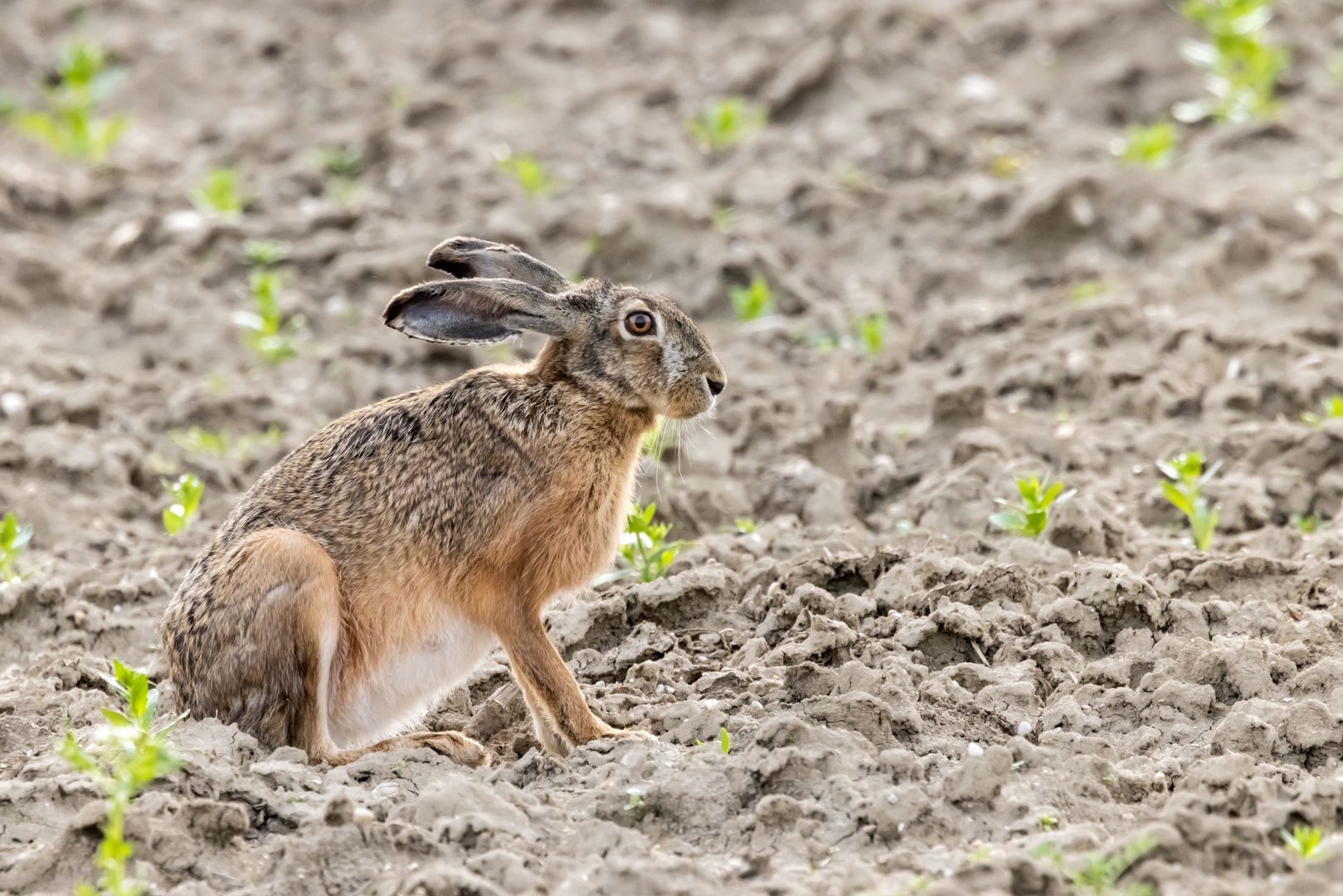 Hase am Acker