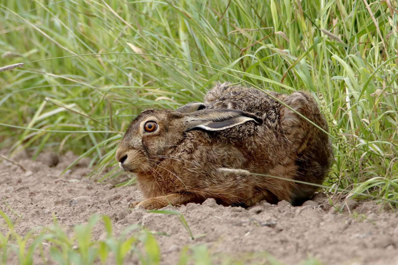 Hase am Feldrand