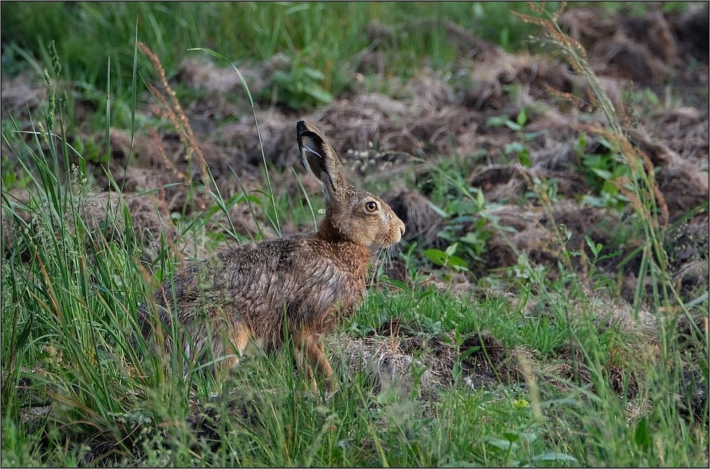 Hase am frühen Morgen