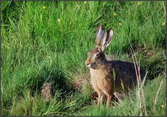 Hase am Morgen