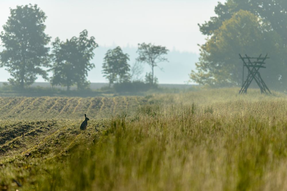 Hase am Morgen