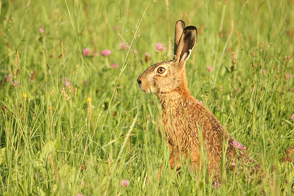 Hase am Morgen