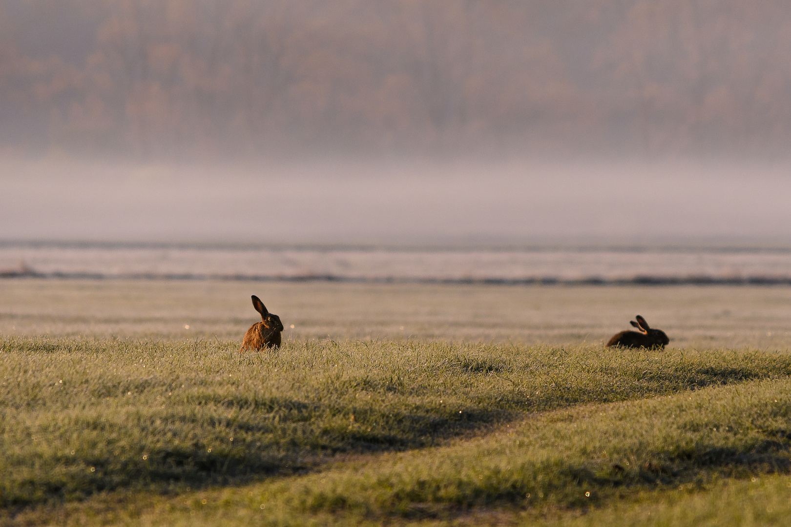 Hase am Morgen_9340