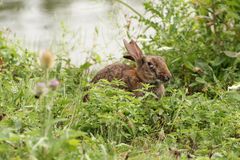 Hase am Ümminger See