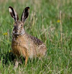 Hase an Ostern