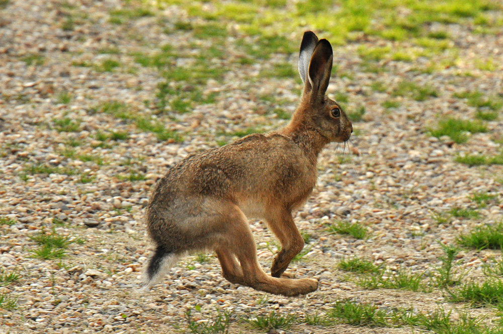 Hase auf Besuch