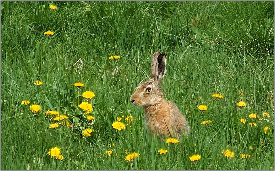 Hase auf Butterblume