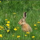 Hase auf Butterblume