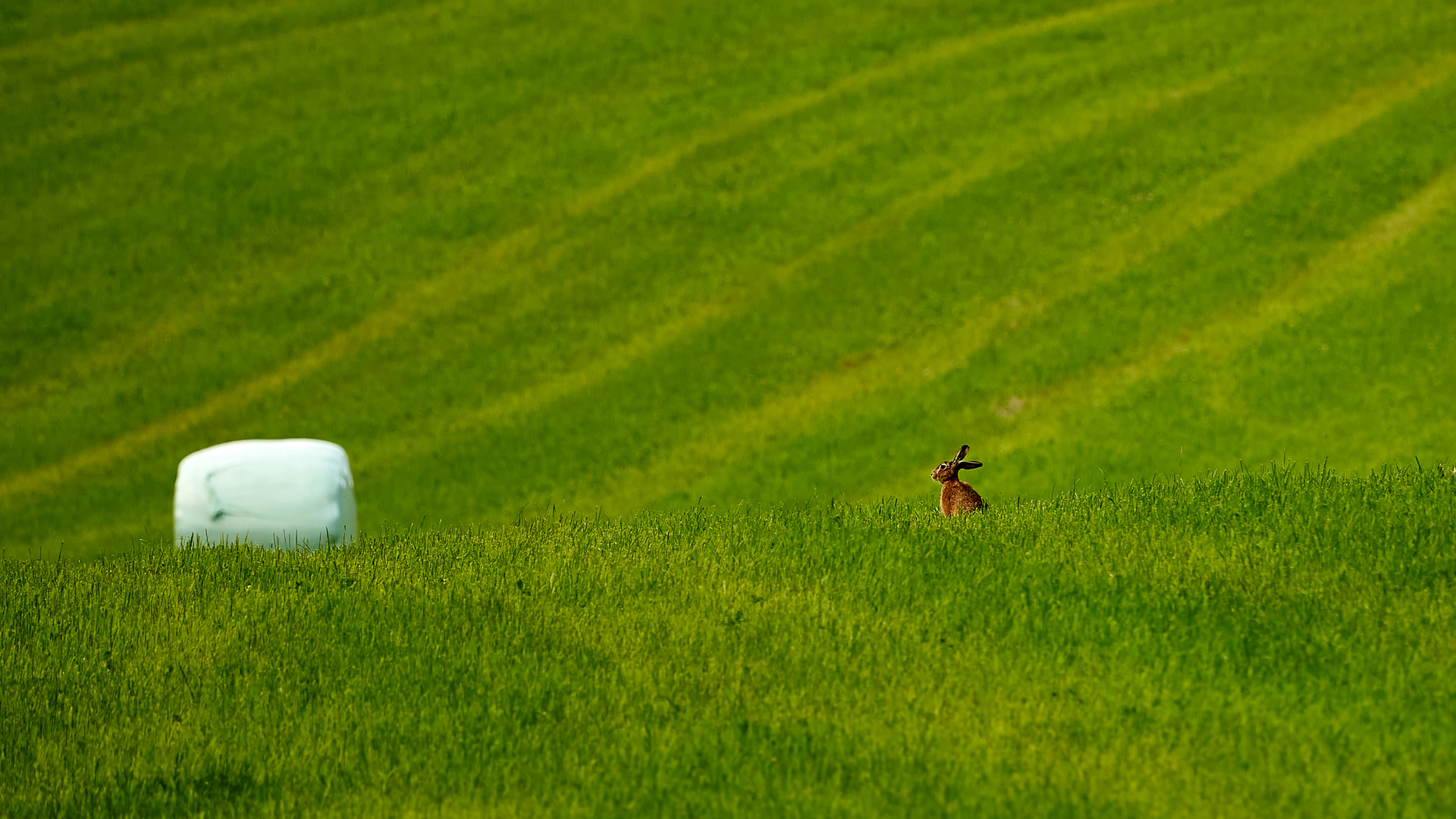 Hase auf dem Feld Foto &amp; Bild | tiere, wildlife, hase Bilder auf ...
