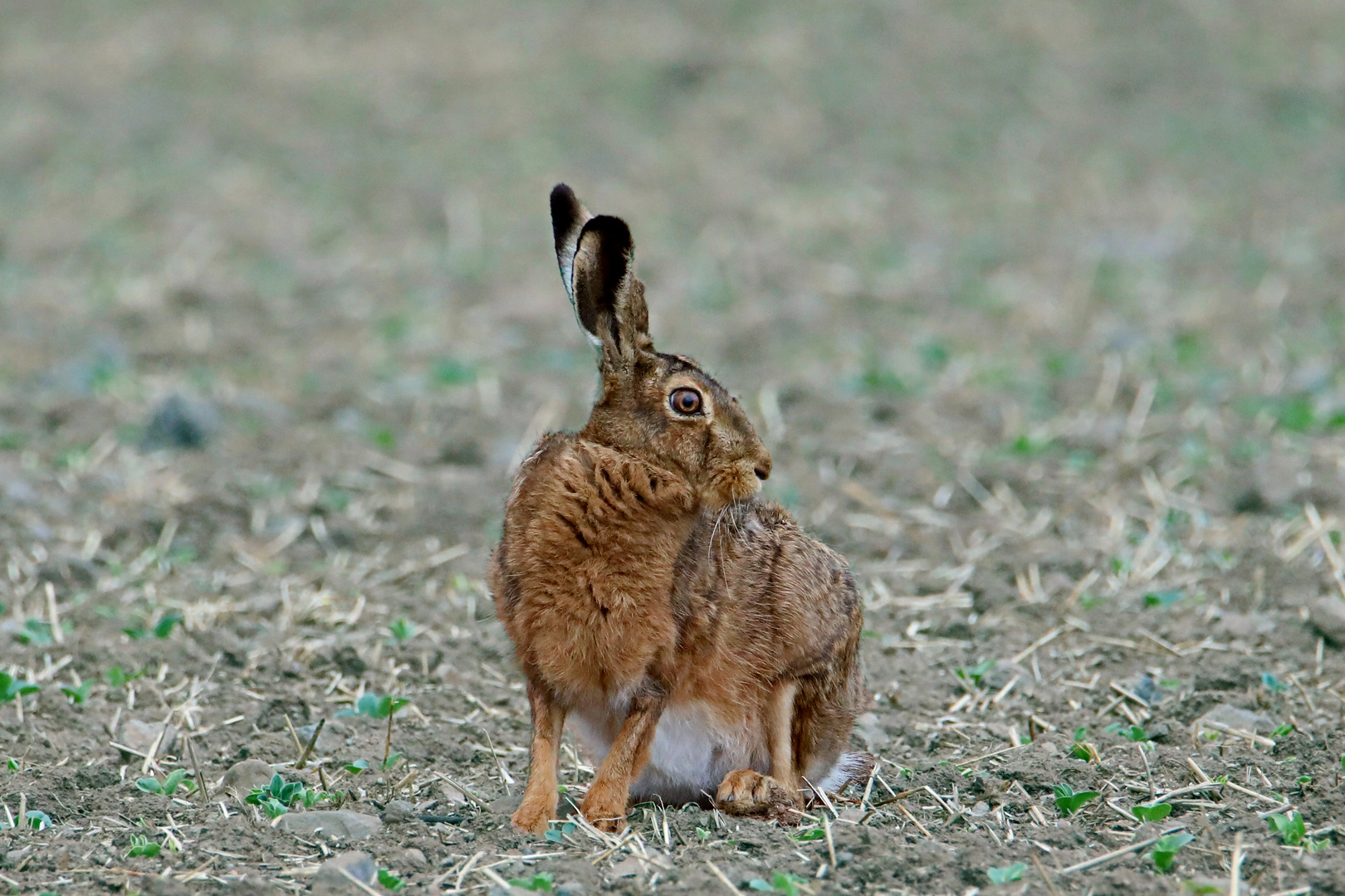 Hase auf dem Feld