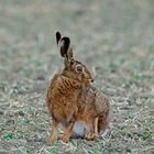 Hase auf dem Feld