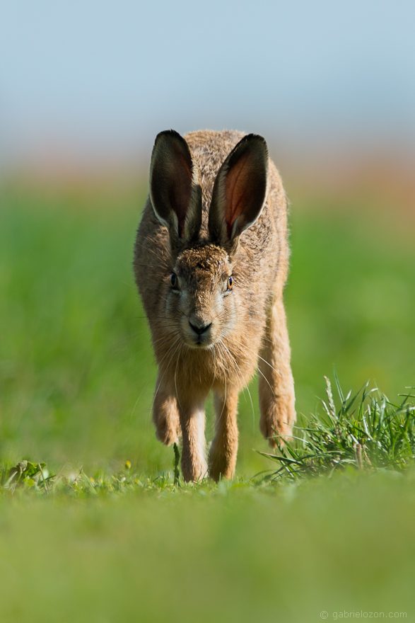 Hase auf dem Laufsteg Foto &amp; Bild | tiere, wildlife, säugetiere Bilder ...