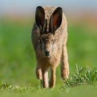 Hase auf dem Laufsteg