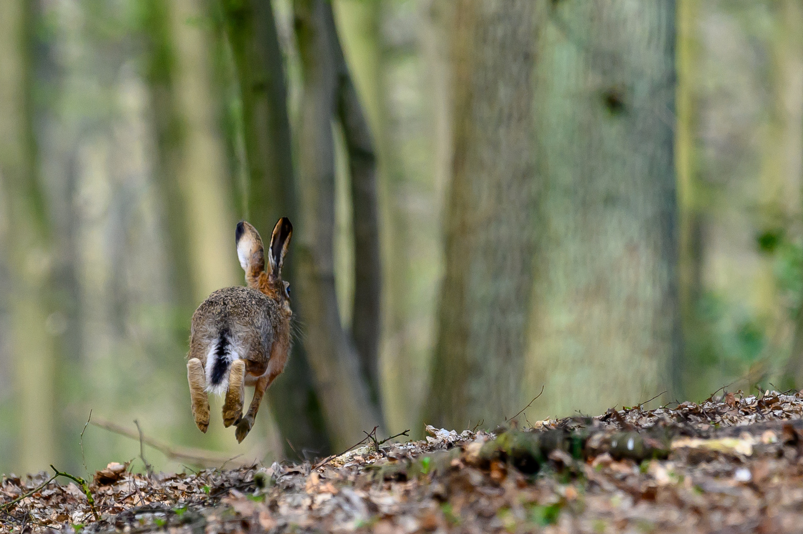 Hase auf der Flucht