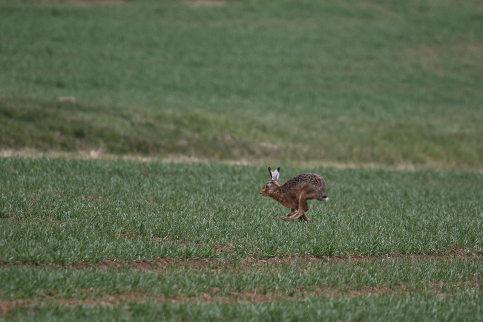 Hase auf der Flucht