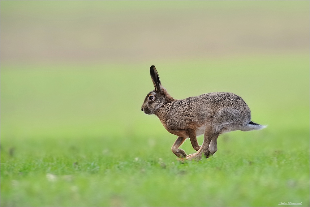 Hase auf der Flucht