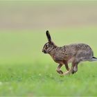 Hase auf der Flucht