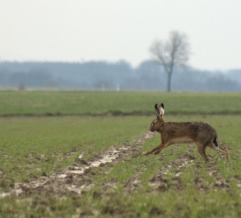 Hase auf der Flucht