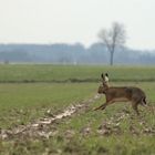 Hase auf der Flucht