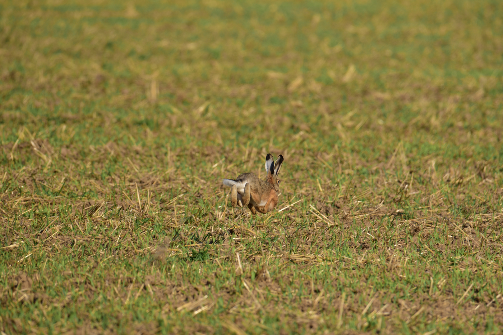 Hase auf der Flucht 