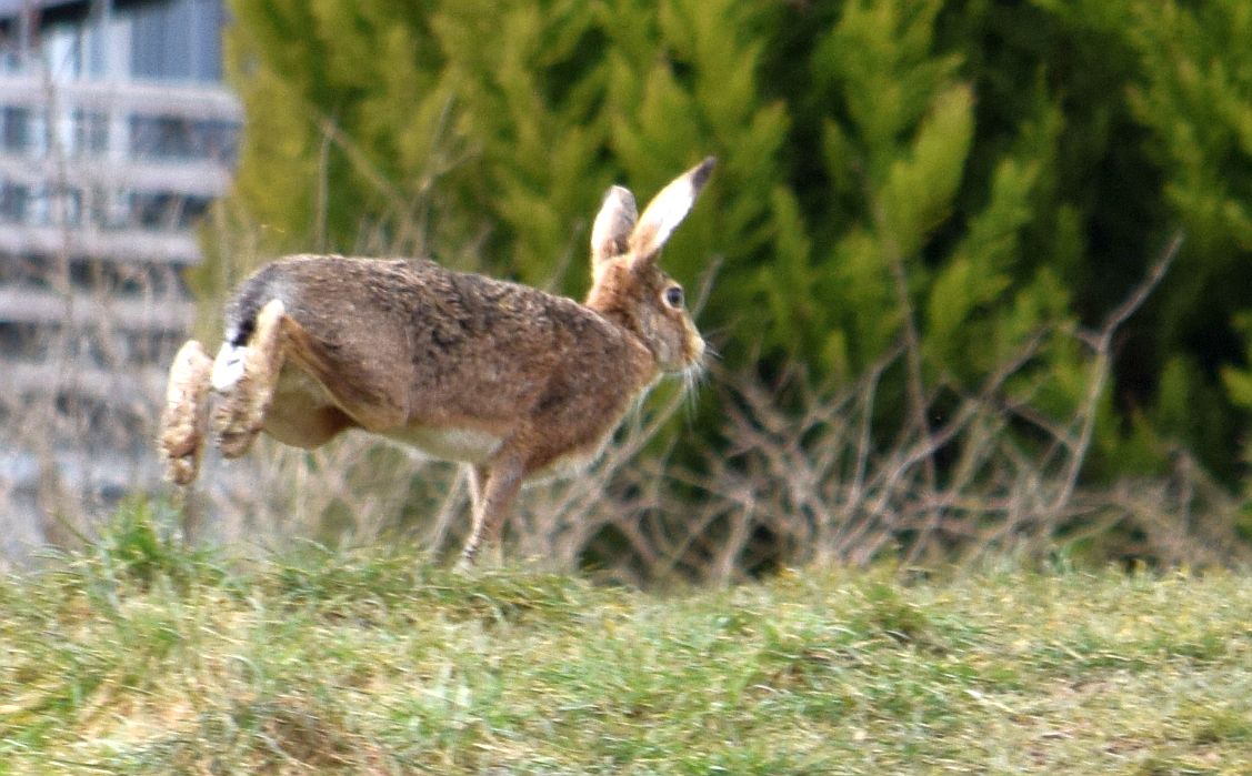 Hase auf der Flucht