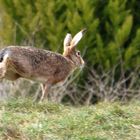 Hase auf der Flucht