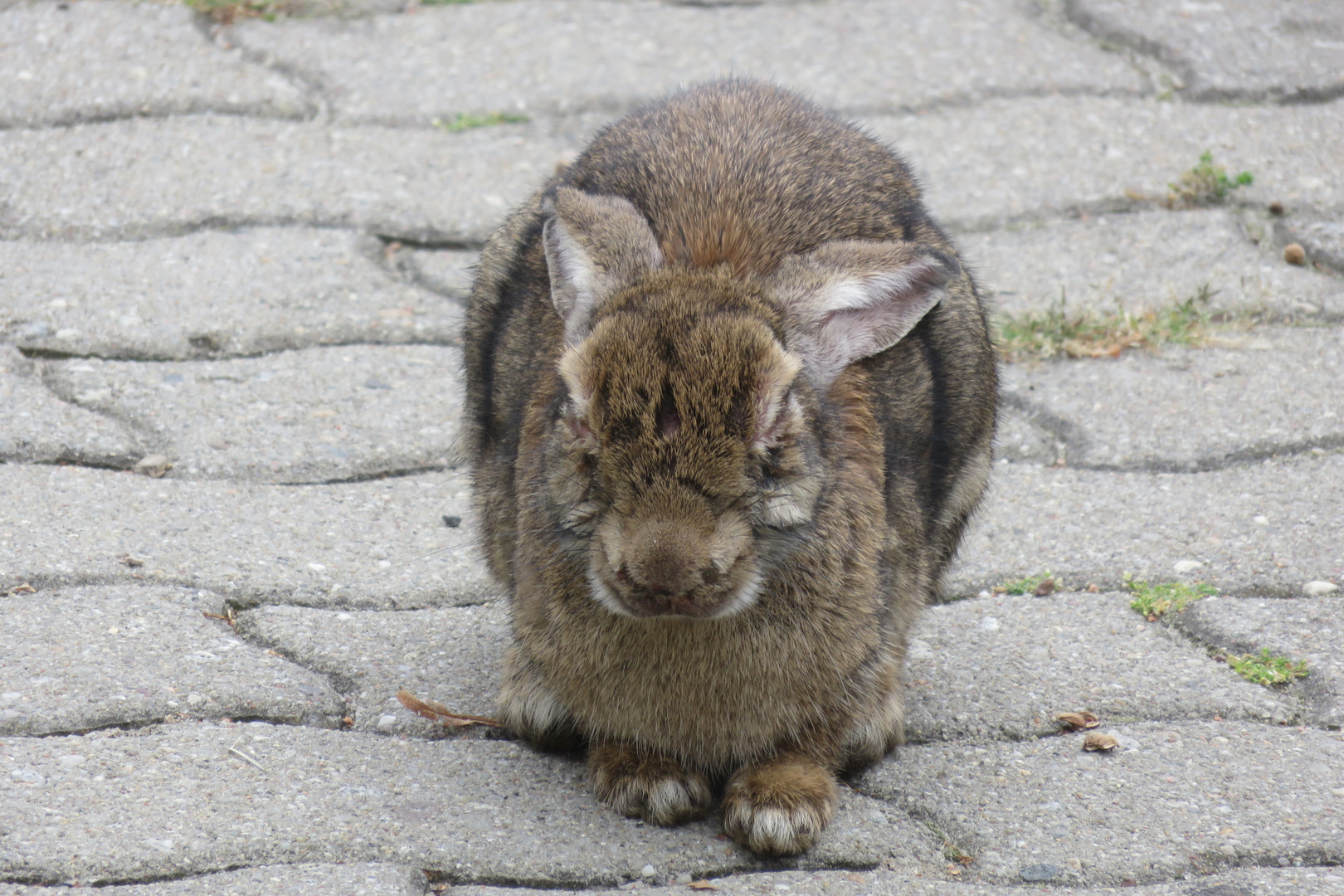 Hase auf der Lauer