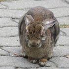 Hase auf der Lauer