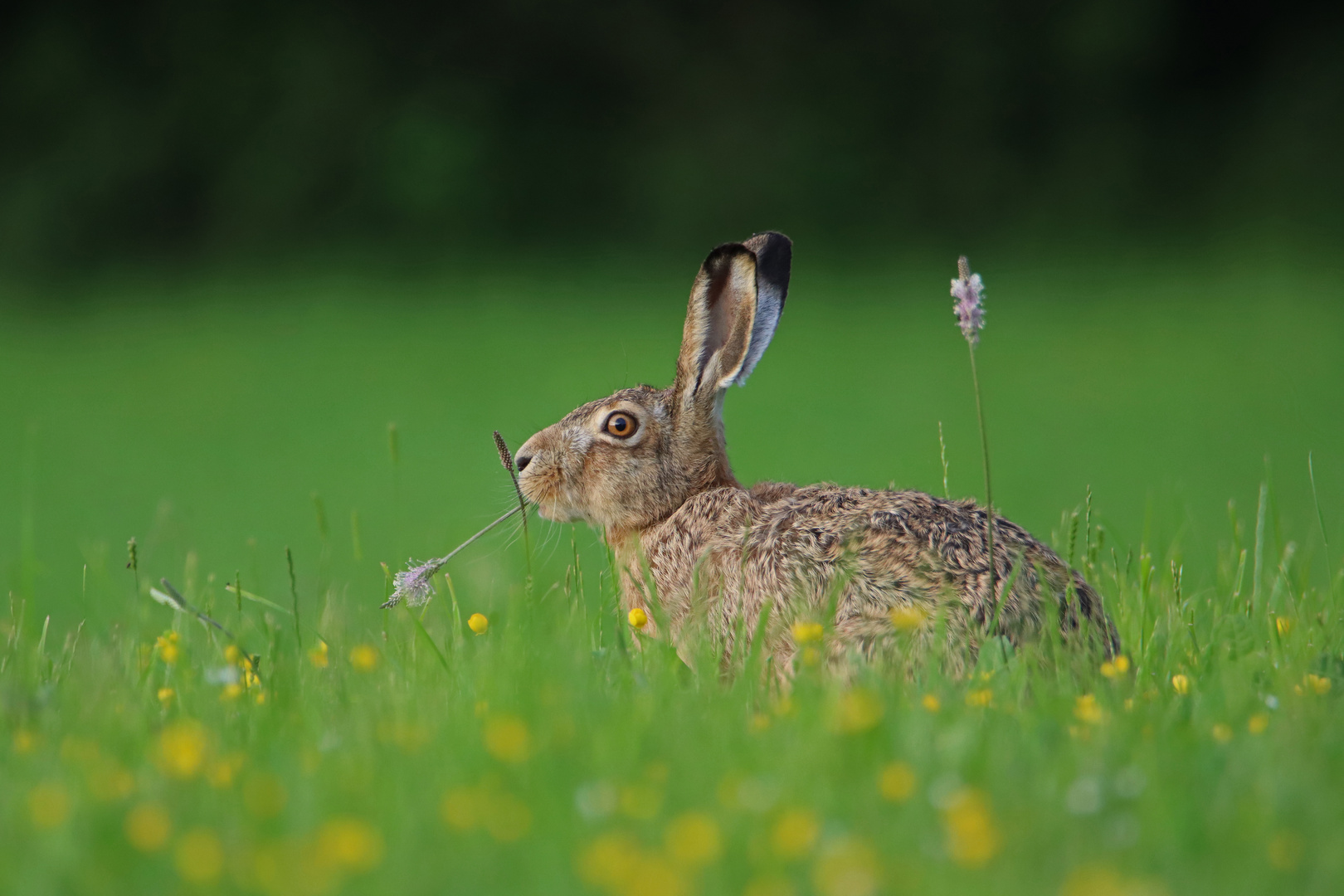 Hase auf der Wiese