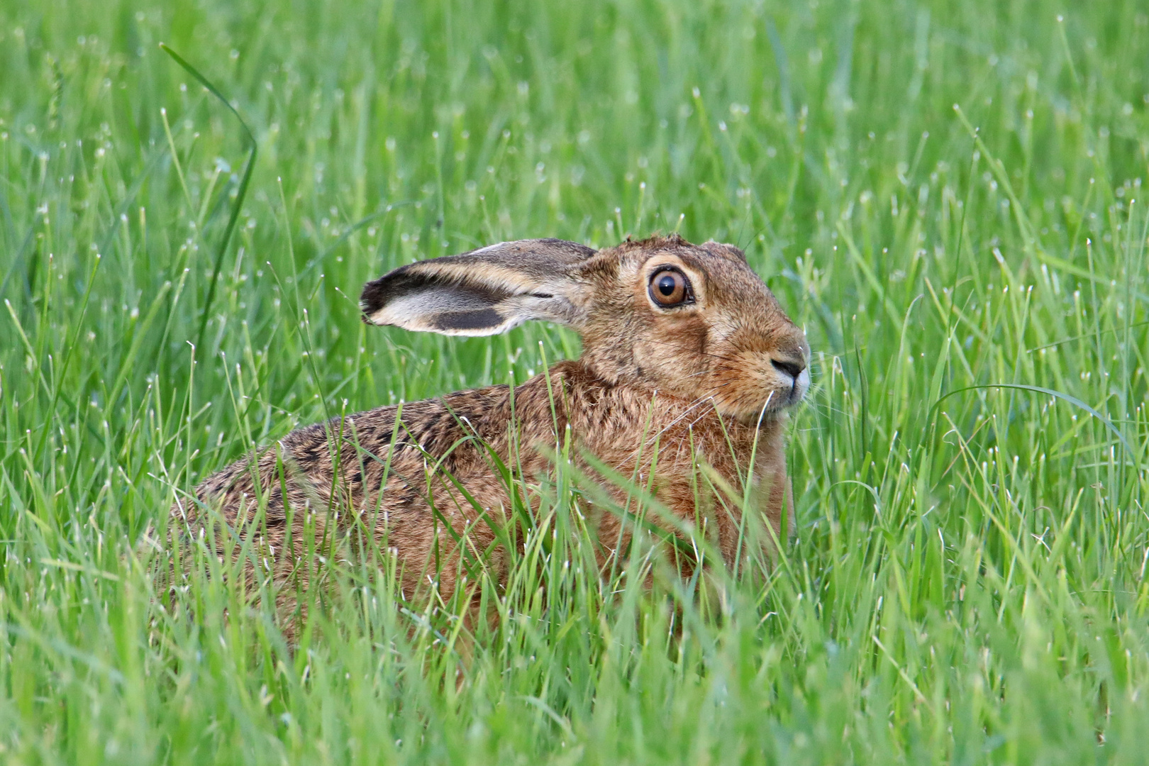 Hase auf der Wiese