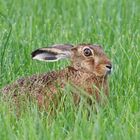 Hase auf der Wiese