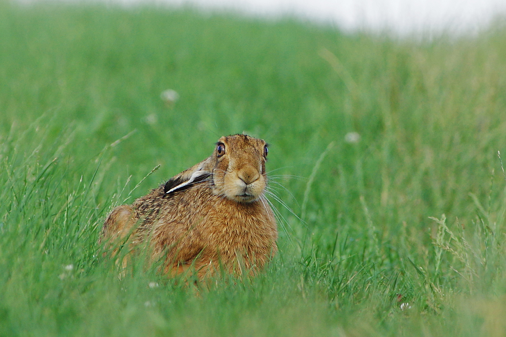 Hase auf der Wiese Foto &amp; Bild tiere, wildlife