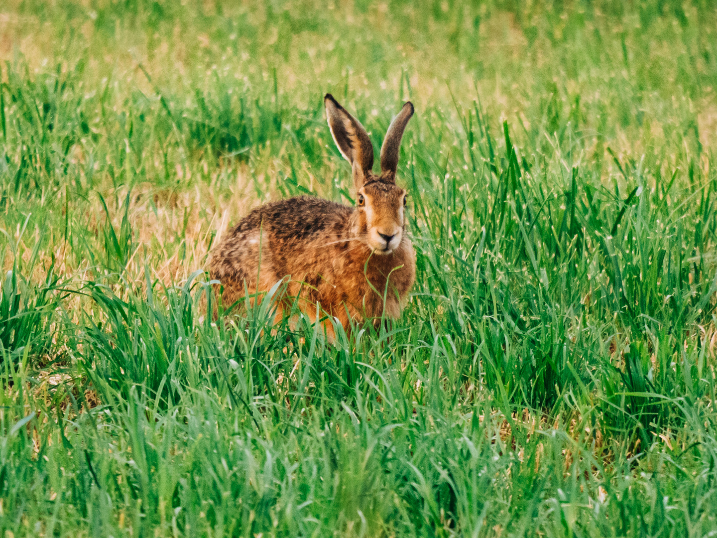 Hase auf Feld bei Lorsch 1 2020