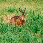 Hase auf Feld bei Lorsch 1 2020