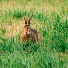 Hase auf Feld bei Lorsch 2 2020