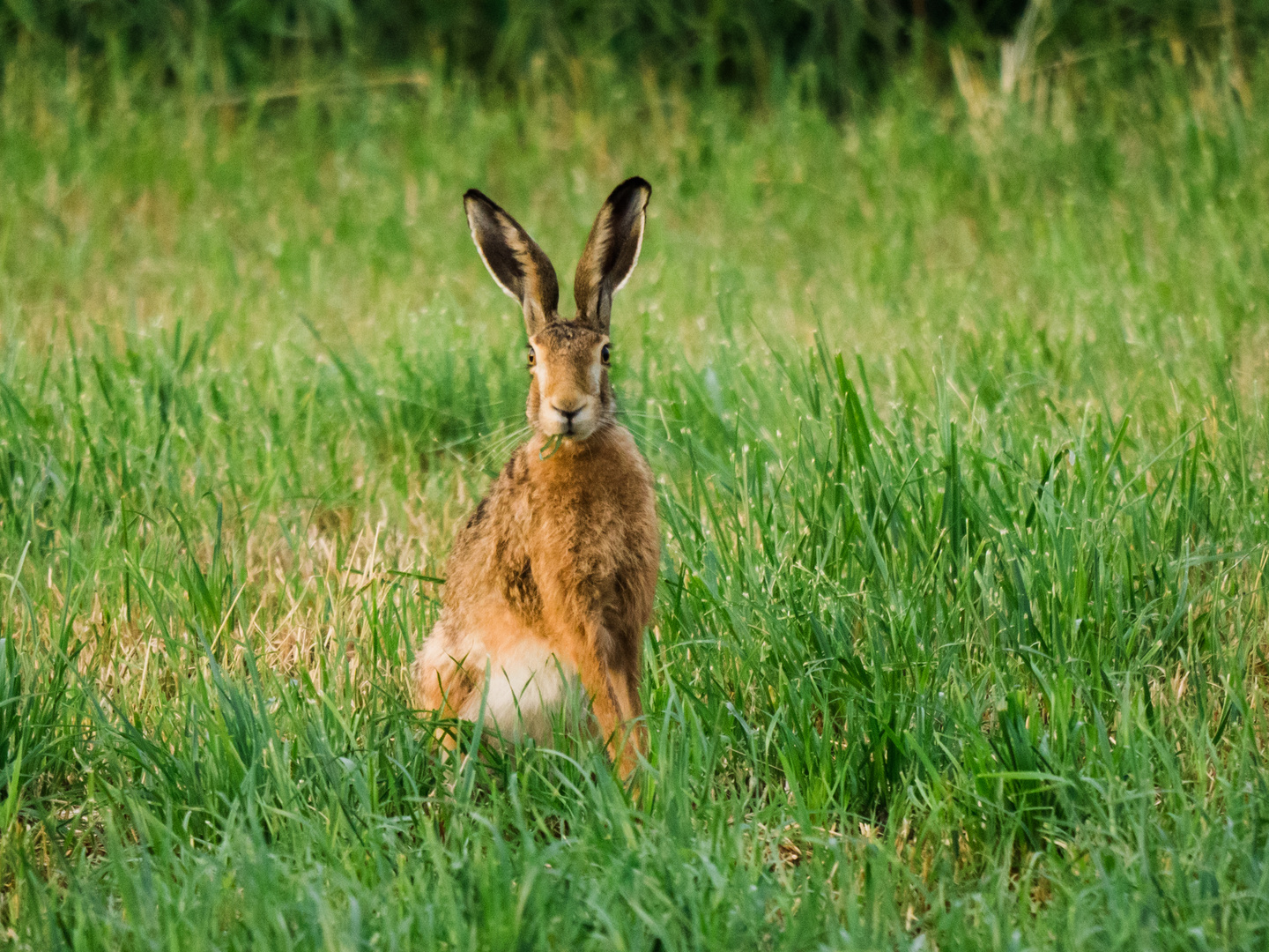 Hase auf Feld bei Lorsch 3 2020