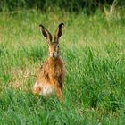 Hase auf Feld bei Lorsch 3 2020