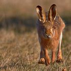 Hase auf Gegenkurs   _Konfrontation oder Zuneigung?