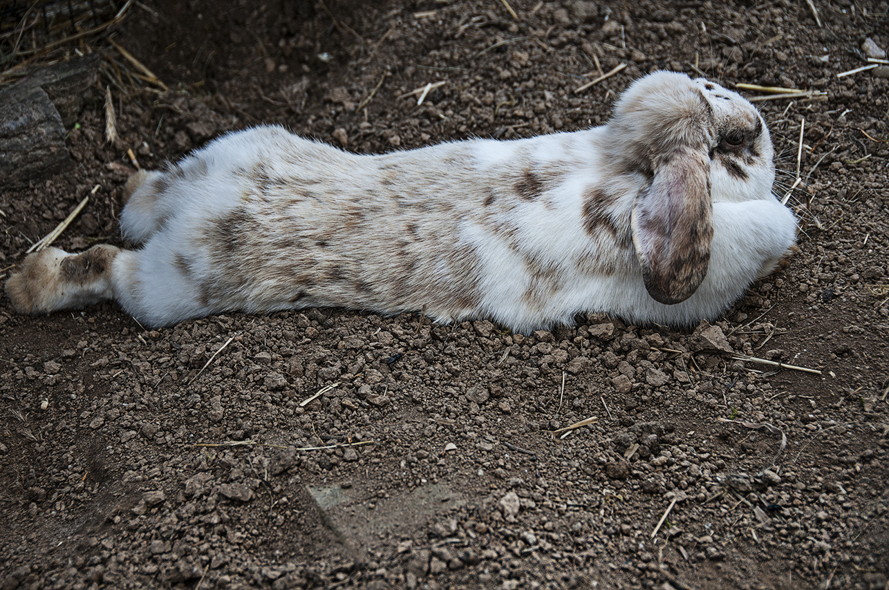 Hase auf körnigem Lehmboden