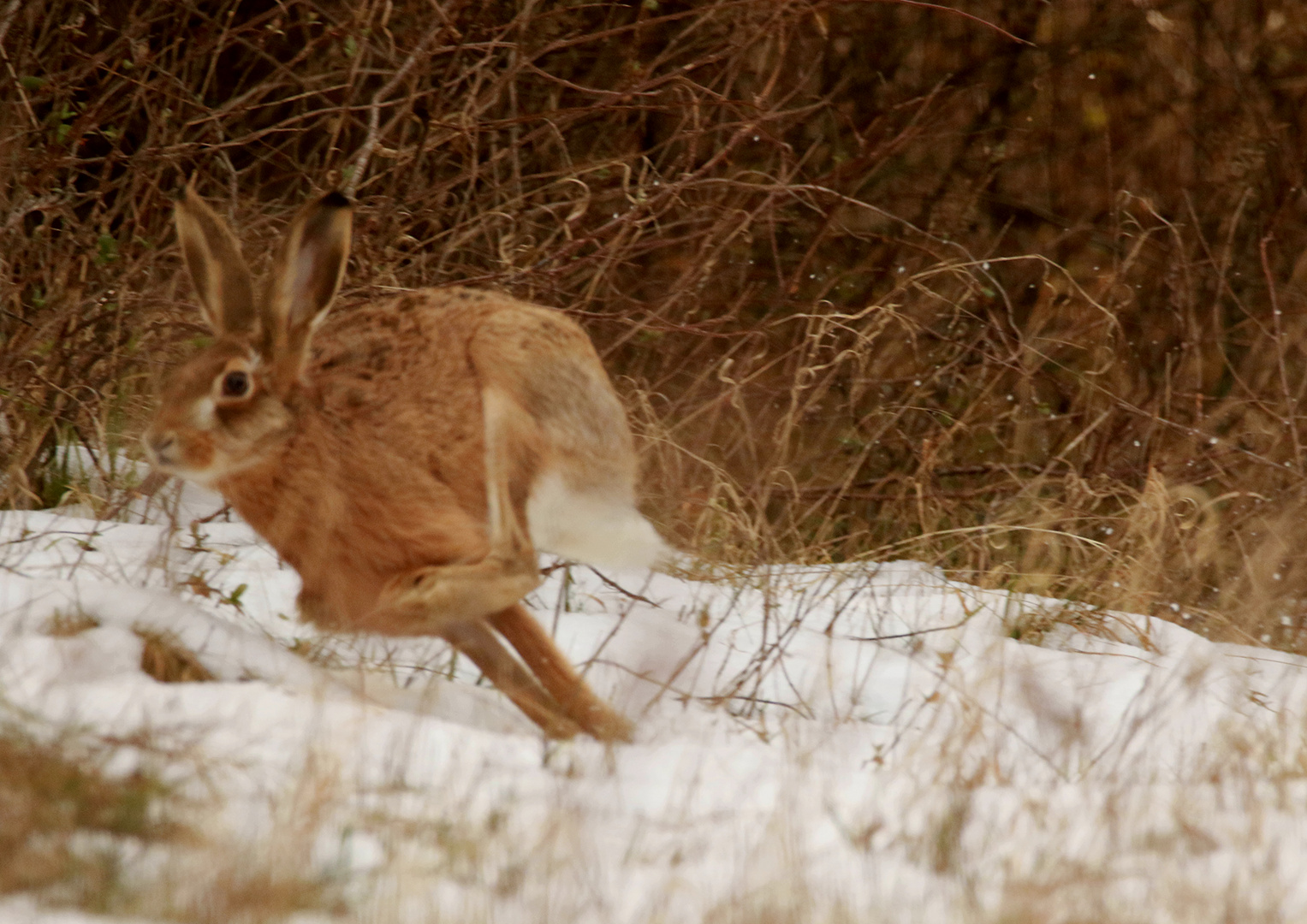 Hase auf Speed